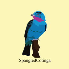 Spangled Cotinga Perched Exotic Bird Detailed Vector