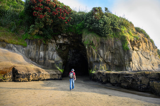 Man walking to the Muriwai cave. Pohutukawa trees in bloom. Muriwai Beach in summer. Auckland.