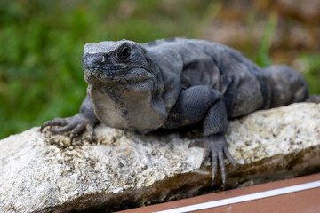 an Iguana laying in the sun.