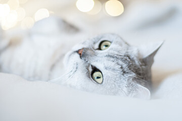 Scottish straight cat lies on his back bokeh from lights in the background. Cat upside down. Close up white cat face. Favorite pets, cat food.