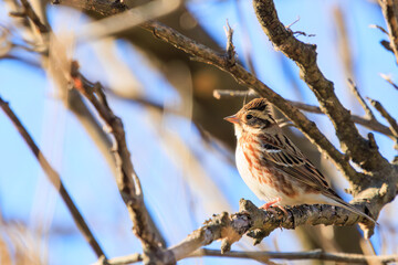 餌を探す可愛いカシラダカ（ホオジロ科）。

日本国栃木県栃木市、渡良瀬遊水地にて。
ラムサール条約登録。
2023年12月23日撮影。

It is registered under the Ramsar Convention.
photo by December 23, 2023.

Lovely Rustic Bunting (family comprising buntings) looki