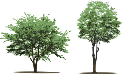 葉の生い茂る樹木のイラスト　木　樹木