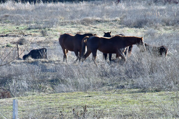 Horses in the Pasture
