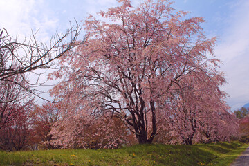 Obraz premium シダレザクラ 軽井沢 じん芥処理場