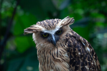 Owl's Sharp Gaze