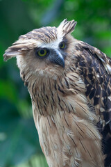 Owl's Sharp Gaze