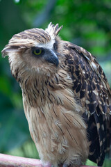 Owl's Sharp Gaze