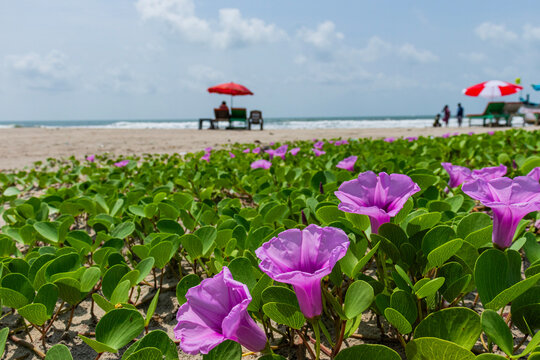 Various beaches of North Goa