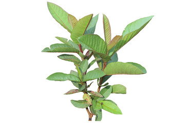 closeup of fresh green leafy guava plant isolated on transparent background png