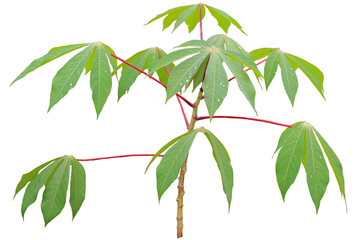 closeup of cassava tree or Manihot esculenta isolated on transparent background