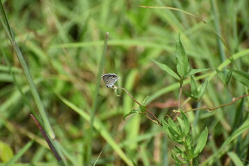 Hemiargus ceraunus, the Ceraunus blue on a morning glory
