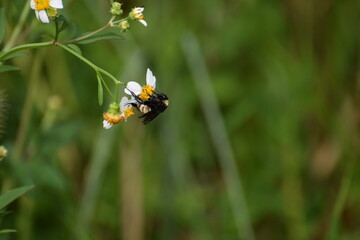 butterfly on a flower