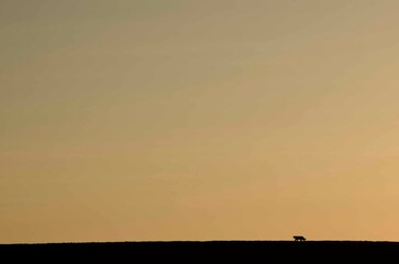 Sunset Silhouette