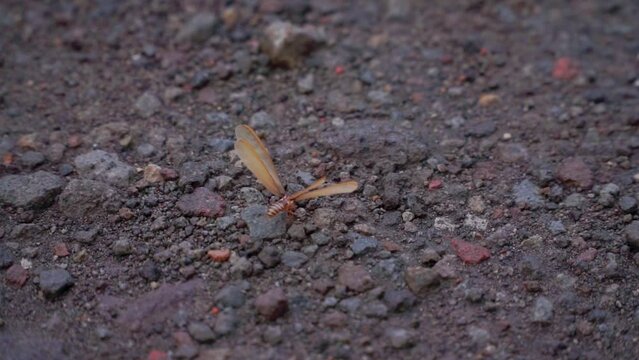Winged termite or flying ant or "Laron" was on rocky ground with its wings spread after the rain
