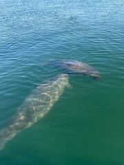 Fototapeta premium baby manatee calf and mother manatee cow