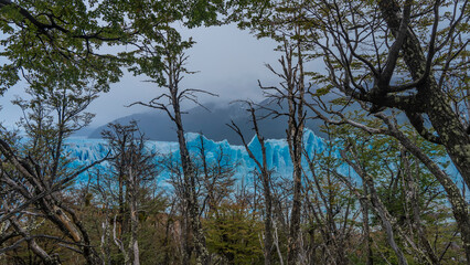 The blue glacier of Perito Moreno is visible through the trunks and branches of trees. A wall of ice with cracks and sharp peaks against a cloudy sky and mountains. Argentina. El Calafate.