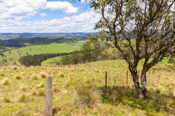 Fototapeta na wymiar Australian bush landscape in New South Wales