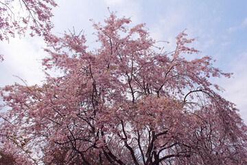 シダレザクラ　軽井沢　じん芥処理場