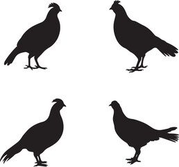 silhouette of grouse 