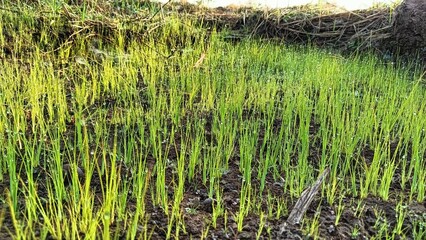 Obraz premium young grass