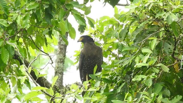 a crested serpent eagle was lurking wuth its sharp eyes behind the leaves of a tall tree