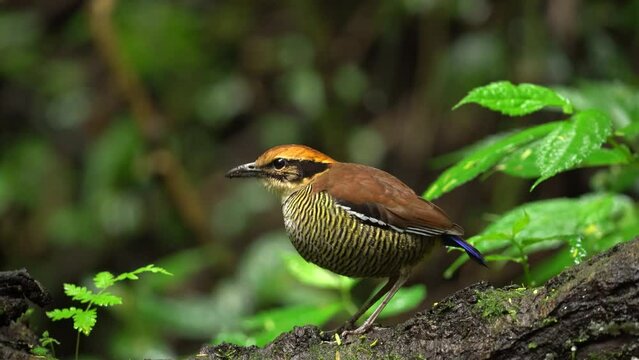 a beautiful colored bird called javan banded pitta is eating on a wet branch