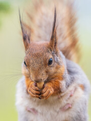 The squirrel with nut sits on a branches in the spring or summer.