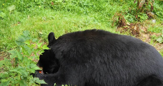 Black Bear eating (Ursus Americanus). Sitka, Alaska