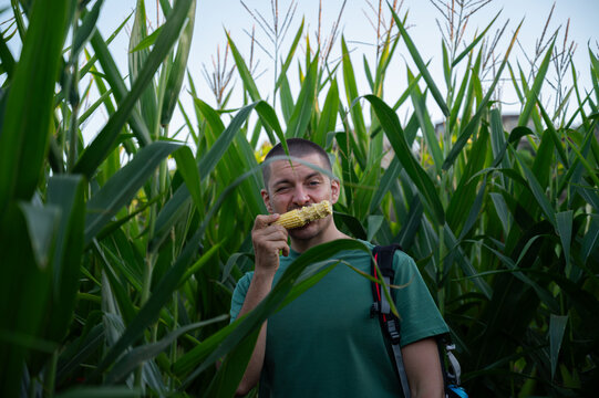 Young guy enjoys eating fresh corn on the cob among the tall green stalks of corn in a lush field. Agricultural products