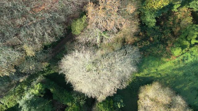 Above View Of Late Autumn Trees At Rural Nature Near Zas, La Coruna, Spain. Aerial Drone Shot 