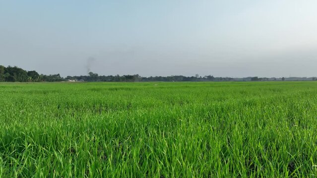 Aerial of agricultural landscape crop field from sky farm scene green crops in field