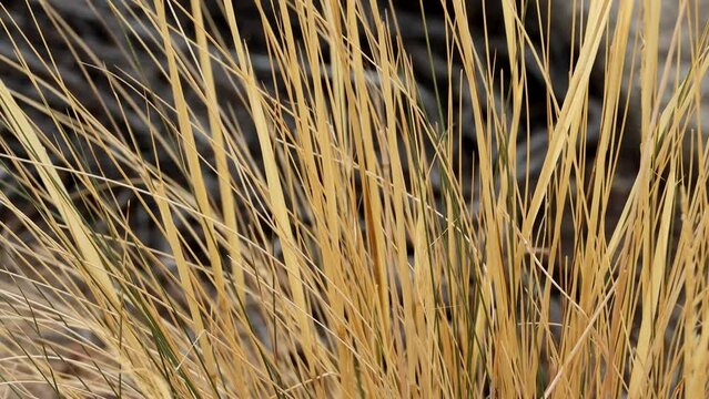 Desert Needle Grass, Stipa Speciosa, a native monoclinous perennial herb, withers in dormancy during cooler months until favorable conditions return, Autumn in the Little San Bernardino Mountains.