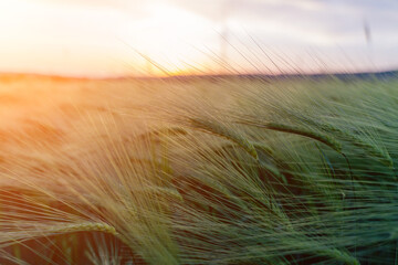 barley with spikes in field, back lit cereal crops plantation in sunset