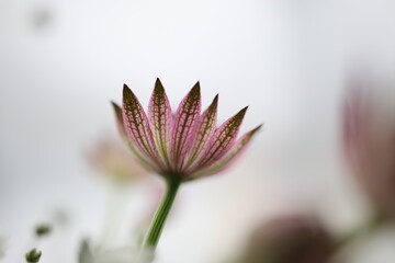白背景に小さいピンク色のアストランチアの花