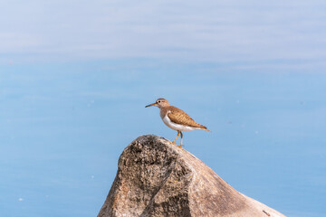 Common sandpiper, Actitis hypoleucos, resting lake shore under raindrops.
