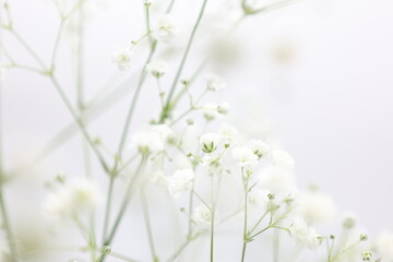 白背景の白いカスミソウの花