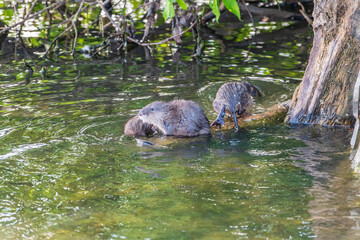 Muskrat, Ondatra zibethicuseats swiming at the surface of the lake water.