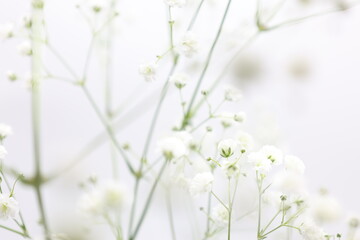 白背景の白いカスミソウの花