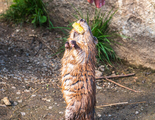 Muskrat, Ondatra zibethicuseats, eats bread from human hand.