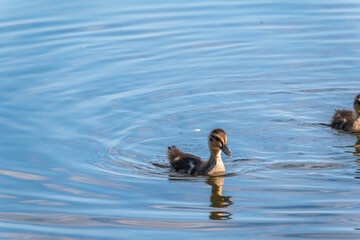 Cute little duckling swimming alone in a lake or river with calm water