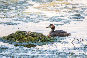 The waterfowl bird Great Crested Grebe swimming in the lake near its nest with eggs