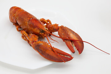 白い皿に乗った1匹の茹でて赤くなったロブスター