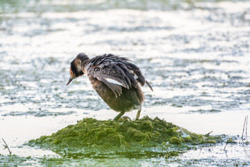 Great Crested Grebe, Podiceps cristatus, water bird sitting on the nest, nesting time on the green lake