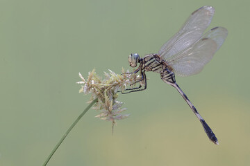 A green marsh hawk is resting on a wild grass flower. This insect has the scientific name Orthetrum sabina.