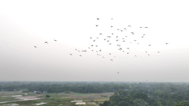 flock of birds flying over the field