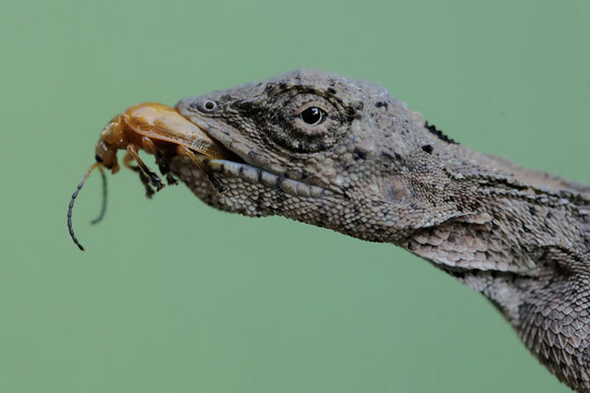 A flying dragon is preying on a small insect. This reptile has the scientific name Draco volans. Selective focus with natural background.