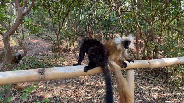 Male and female black lemur  (Eulemur macaco) sitting on a bamboo fence in Lemur's park. Katsaoka, Madagascar.