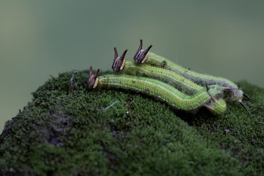 Three common palmfly caterpillars are eating moss. This insect has the scientific name Elymnias hypermnestra agina.