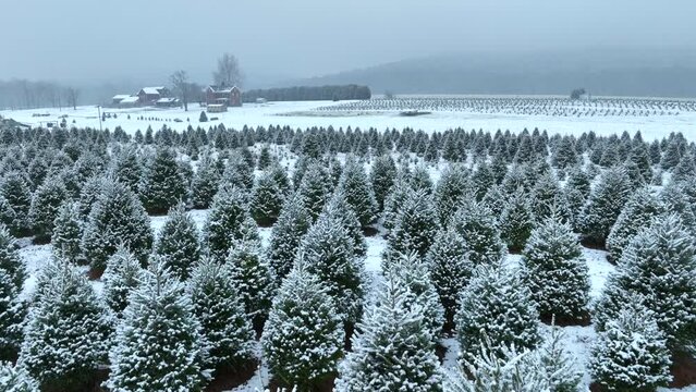 Christmas tree farm during snow storm in December. Aerial rising shot revealing pine and coniferous trees covered in white snow.