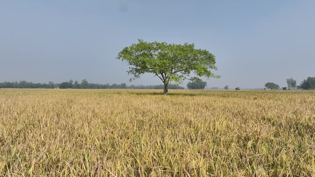 Tree in the peddy field
